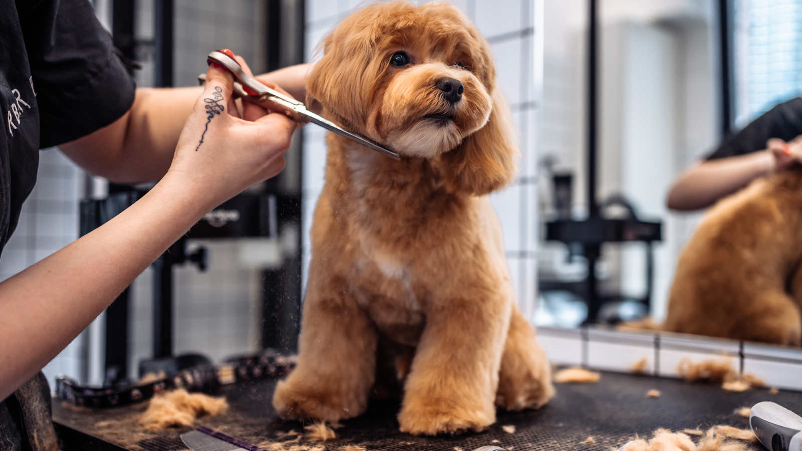 Grooming And Hygiene